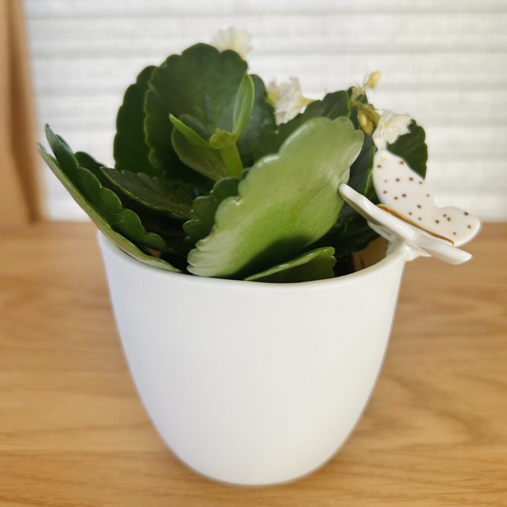 Jardinière * Marion le Papillon