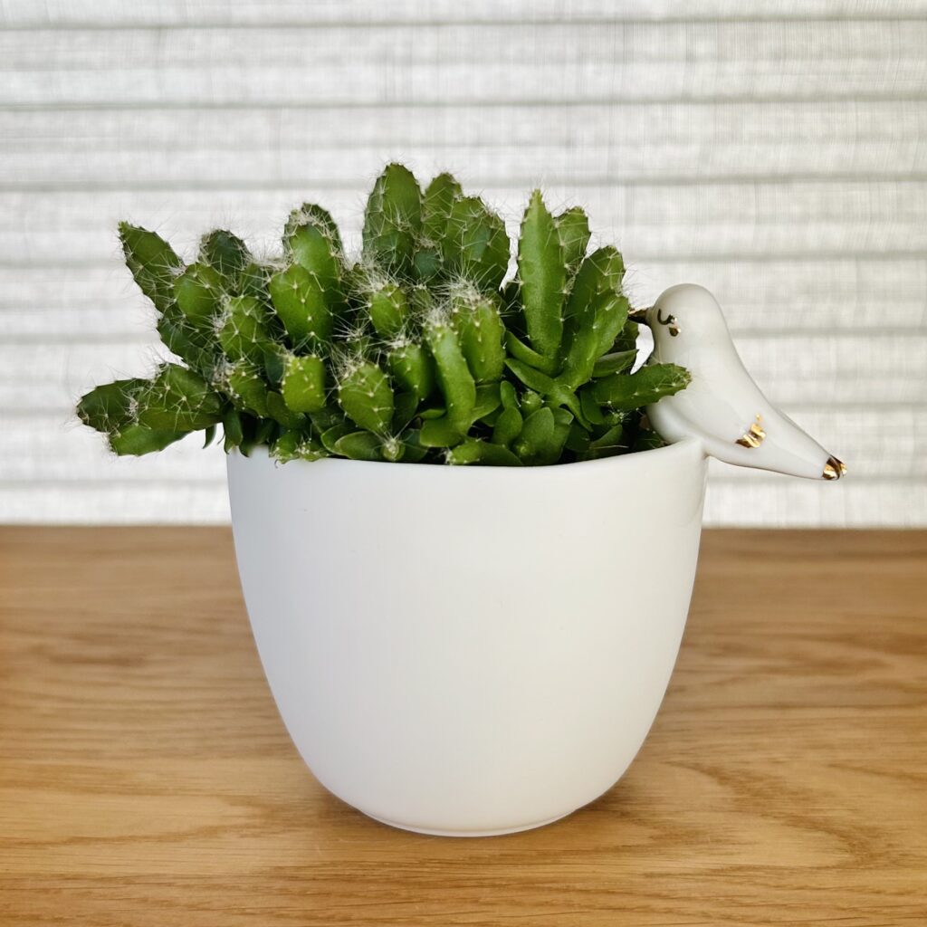 Jardinière * Ninon la Colombe