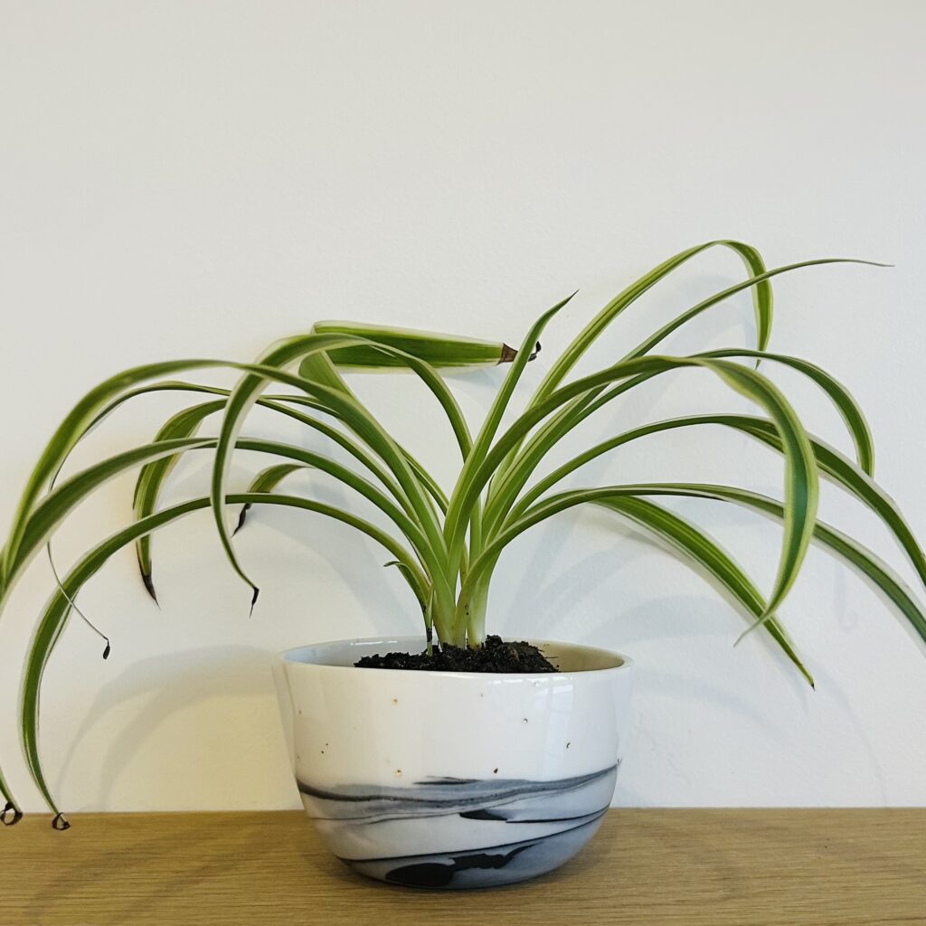 Paysages - Jardinière