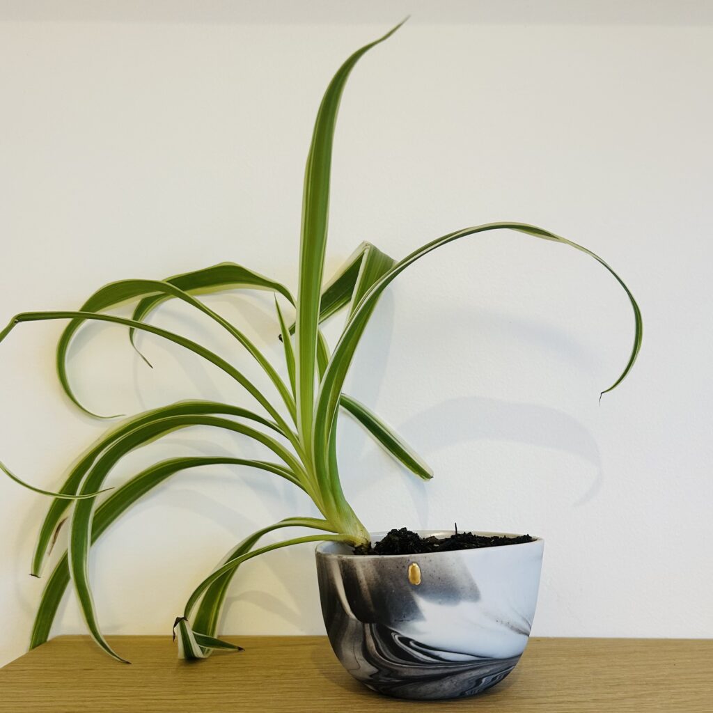 Paysages - Jardinière