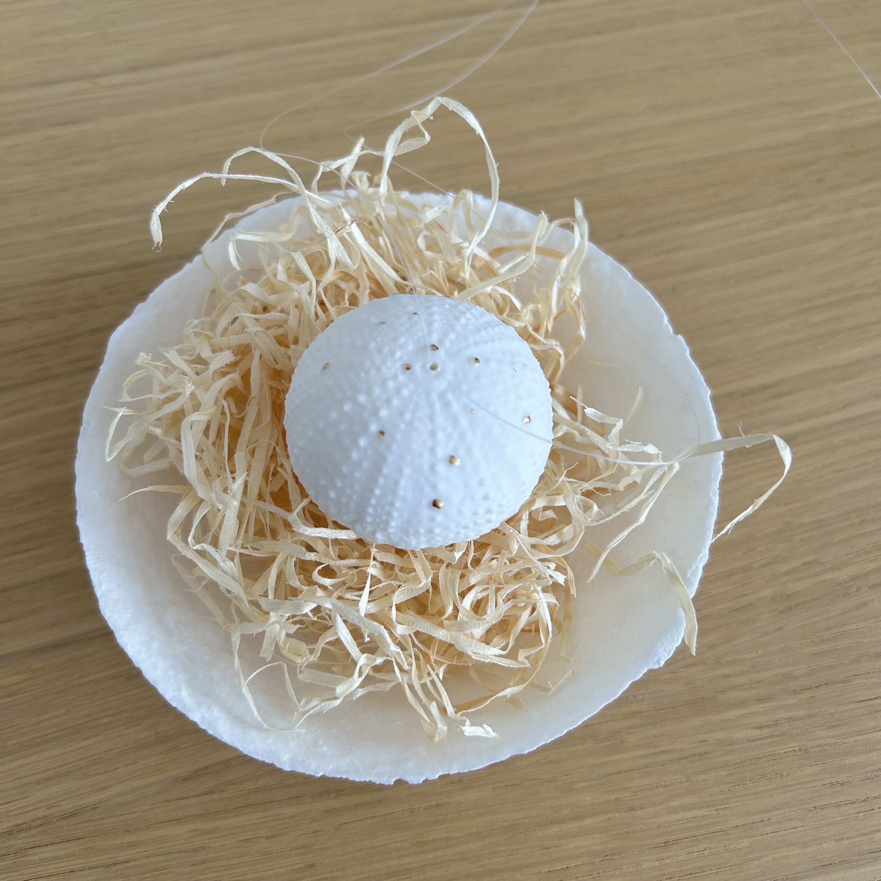 Les Filles de la Mer - Méduse 'M'