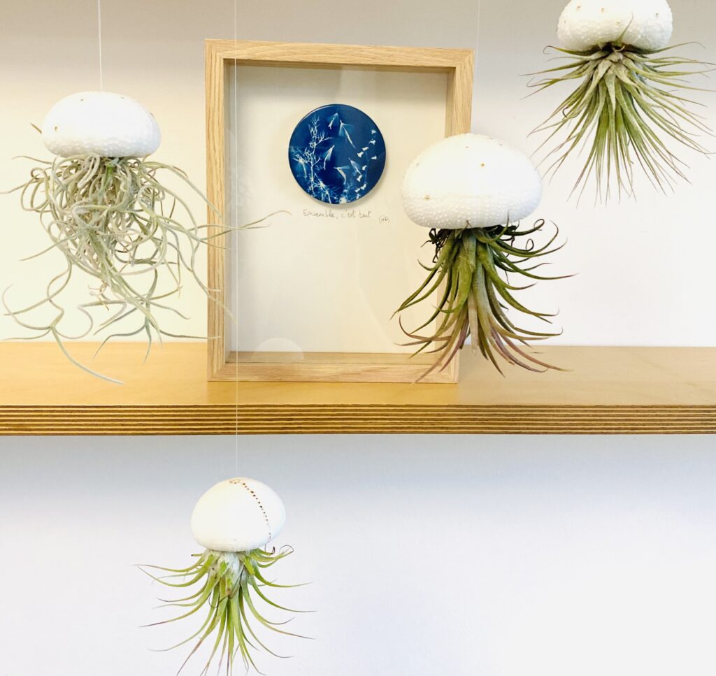 Les Filles de la Mer - Méduse 'S'