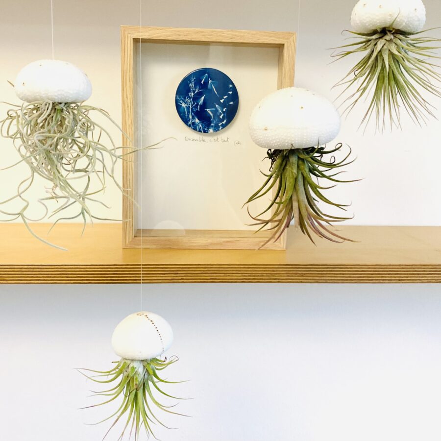 Les Filles de la Mer - Méduse 'S'